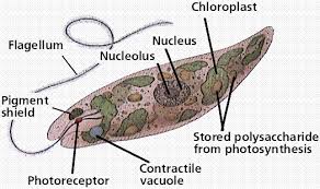 a flagellated protistan.