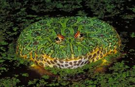 Ornate horned toad.