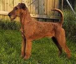 OTHER NAMES: Irish Red Terrier
