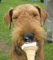 dog_with_ice_cream_cone.jpg