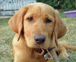 Zara is our precious red fox