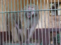 El zoo victoriano de El Cairo se reinventa Baboon-in-his-tiny-cell