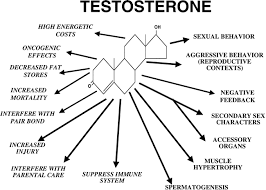 boosting low testosterone.