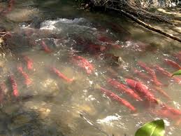 Department of Fish \x26amp; Game