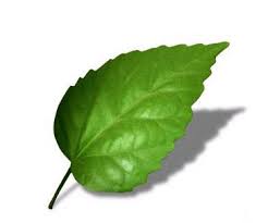 green leaf