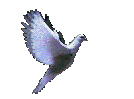 صور طيور متحركة رائعة Animated_dove