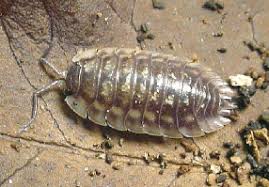 A common woodlouse (Oniscus)