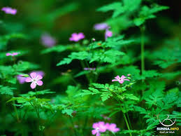 حماية الغابة Vista_Forest_flowers