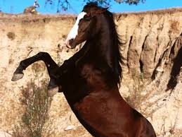 Haribo (cheval) [Libre] Azteque