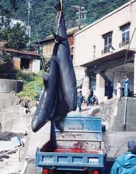 Help Save Japanese Dolphins