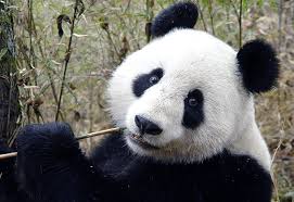 Панда Panda