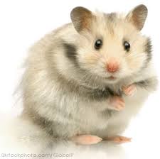 Vos hamsters