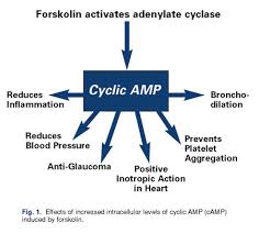 Thus, forskolin can increase