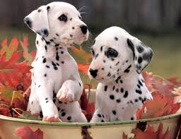 which is your favourite dog? Dalmatian-puppies-cute-dogs