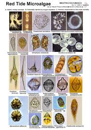 Red Tide Microalgae Images