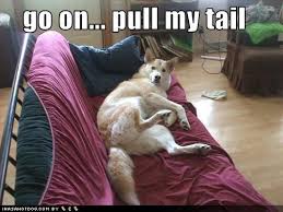 [Image: funny-dog-pictures-dog-asks-for-you-to-p...s-tail.jpg]