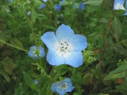 blue flower images