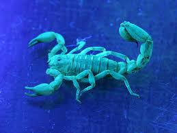 blue scorpions