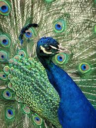 أحلى صور الطاووس Hogle-zoo-peacock
