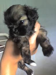 lhasa apso puppy