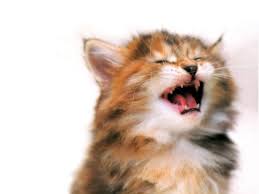 Pii ~Séptimo miembro de Versailles Cute-kitten-funny-pets-wallpapers