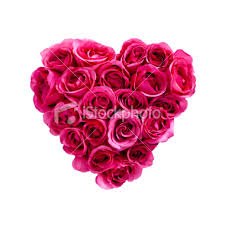 valentines day rose