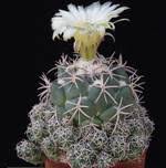 Image result for Coryphantha asterias