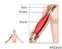 <b>Tendons</b> and muscles