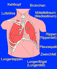 File:<b>Thorax</b>.jpg
