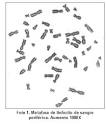 <b>aberraciones cromosómicas</b>.