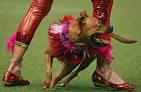 In pictures: CRUFTS 2012 | Animal World Pictures | The Week UK