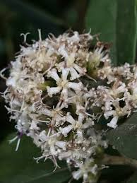 Image result for "Critoniopsis dorrii"