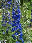 File:<b>Delphinium</b> elatum hybride