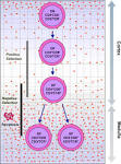 T <b>Cell Differentiation</b>.JPG
