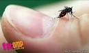 STOMP - Singapore Seen - Young man first to die of dengue fever in ...