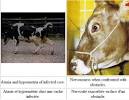 B115 - <b>BOVINE SPONGIFORM</b>