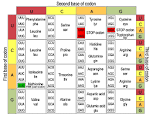 RNA <b>Codon</b> Table
