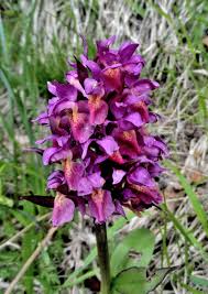 Image result for "Orchis guffroyi"