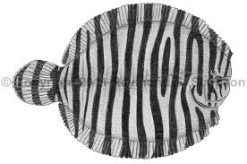 Image result for "Gymnachirus nudus"