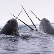 The Legend and Mystery of the NARWHAL | Britannica Blog