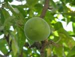 File:Fruto de Casimiroa edulis (zapote blanco).jpg - Wikimedia Commons