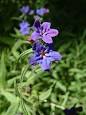 <b>Lithospermum</b>