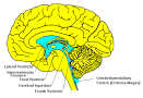 The Ventricles. <b>CSF</b>
