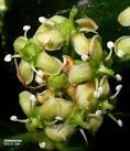<b>Celastraceae</b>.