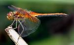 Dragonfly - Insecta Reference Library - redOrbit
