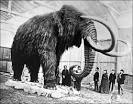 Zombie WOOLY MAMMOTHs stalking northern Siberia / Scrape TV - The ...