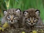 Bobcat Kittens - Lynx cat Photo (27817549) - Fanpop fanclubs