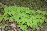 File:<b>Epimedium</b> koreanum 07.JPG