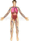El <b>cuerpo Humano</b>