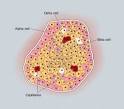 una <b>islotes pancreáticos</b>